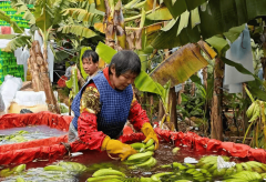 天等把荷 沃野焕新 复兴有道